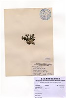 藏品(放射叉珊藻)的圖片